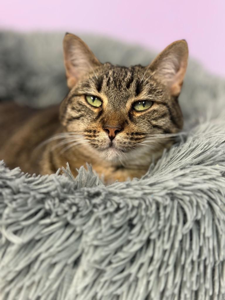 Enlarge Harper, a Adoptable mixed breed in Fort Lauderdale, FL image 2/5