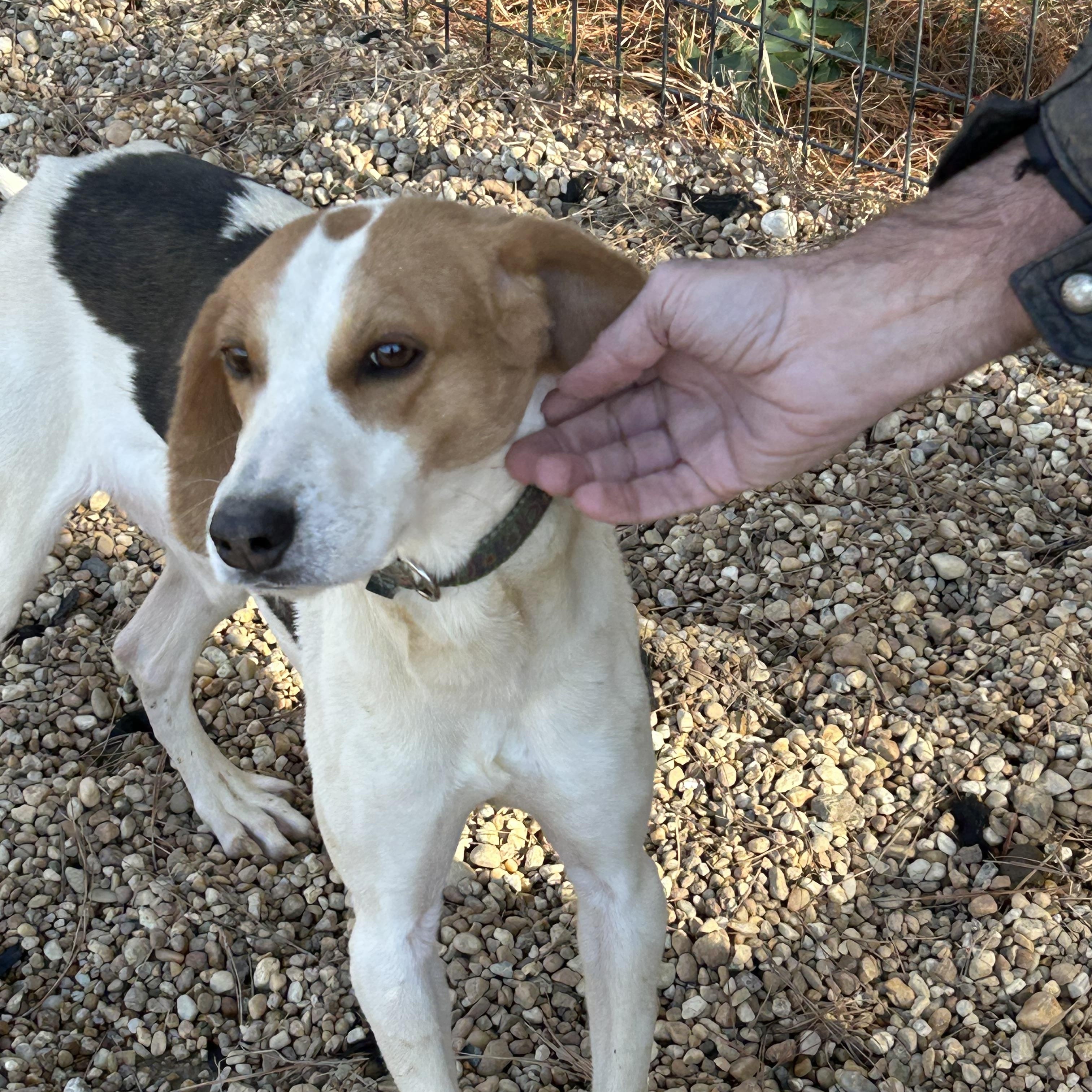 Enlarge Jack, a ADOPTABLE Hound in Charles City, VA image 1/5