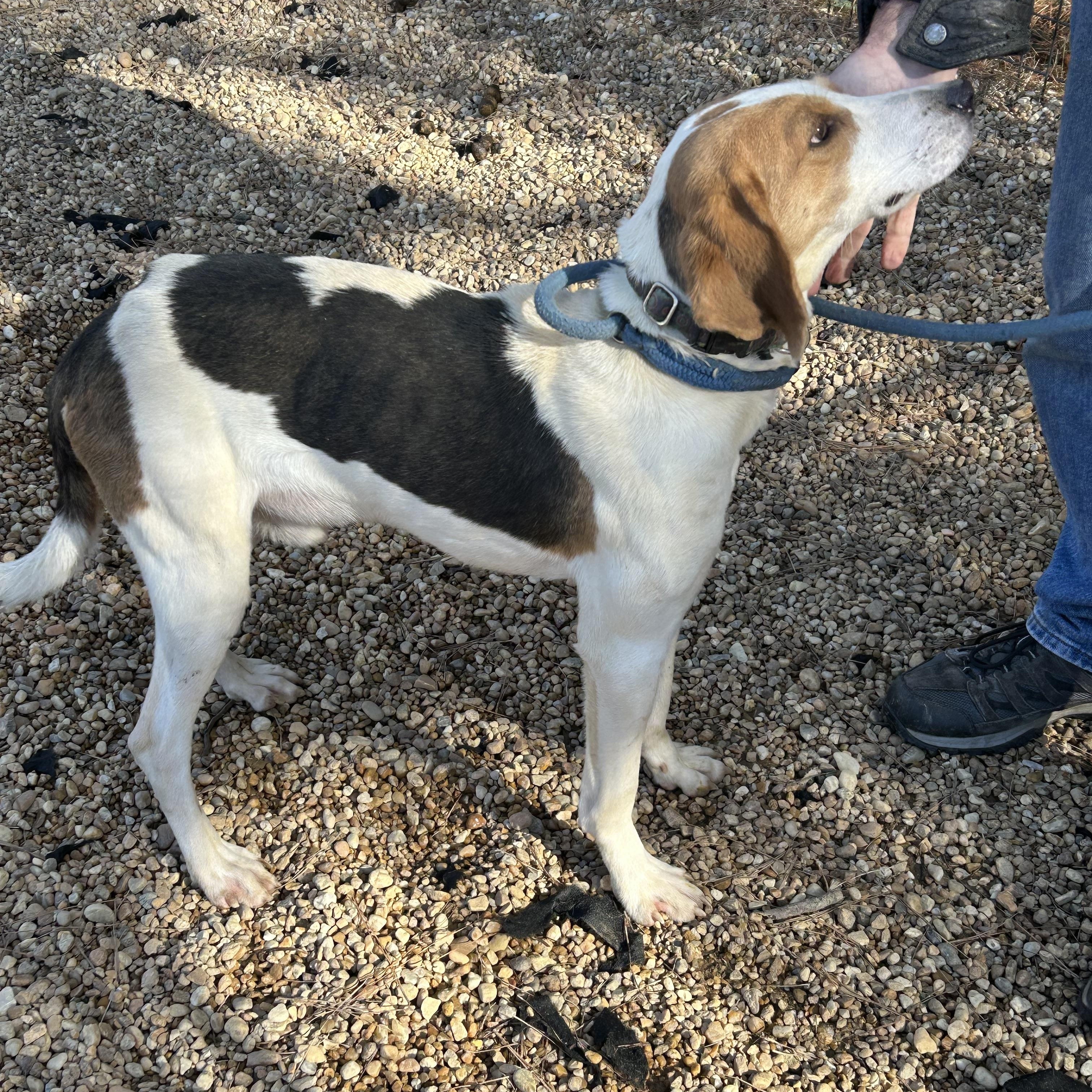 Enlarge Jack, a ADOPTABLE Hound in Charles City, VA image 2/5