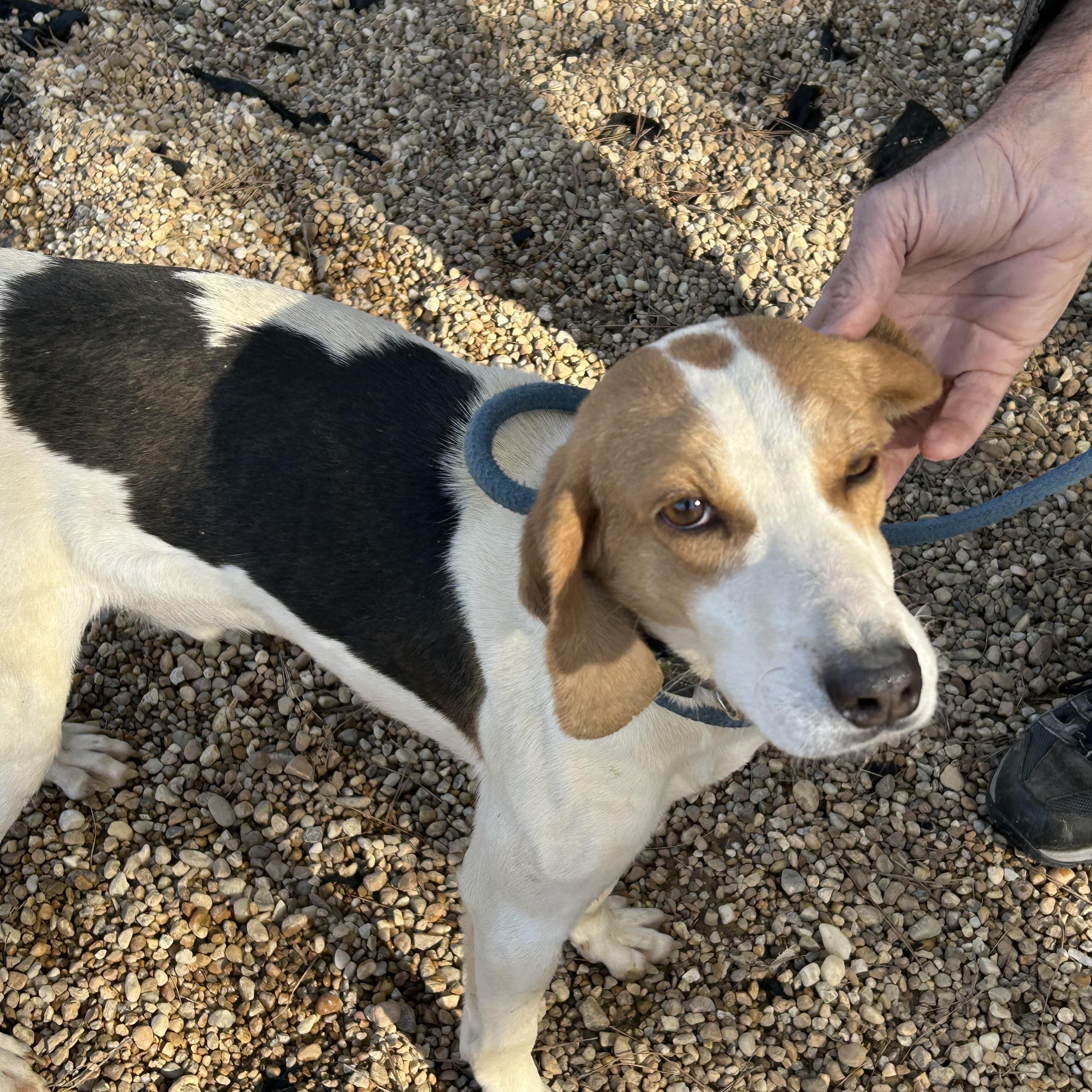 Enlarge Jack, a ADOPTABLE Hound in Charles City, VA image 3/5