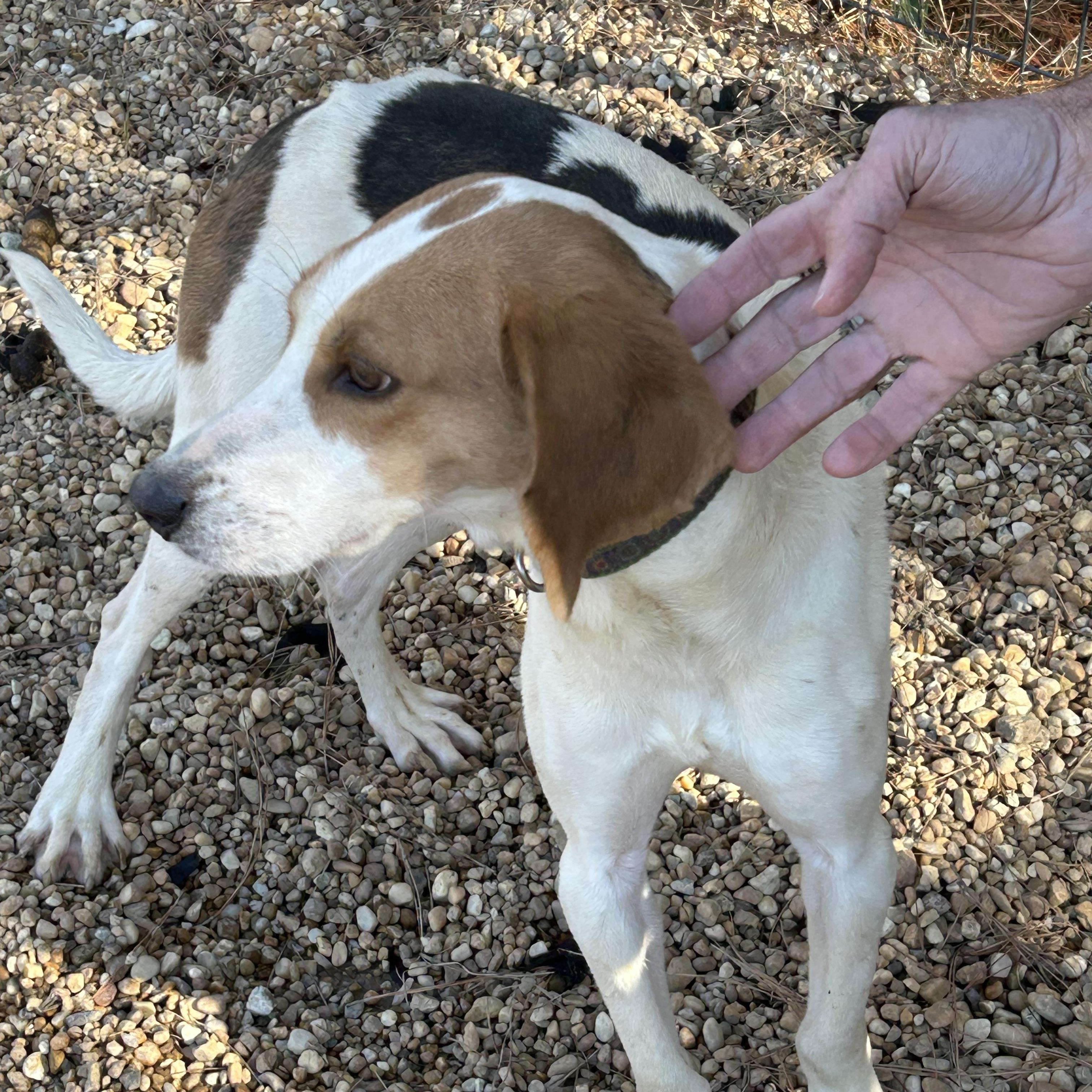 Enlarge Jack, a ADOPTABLE Hound in Charles City, VA image 4/5