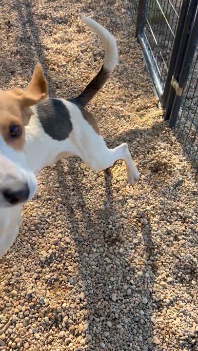Enlarge Jack, a ADOPTABLE Hound in Charles City, VA video 5/5