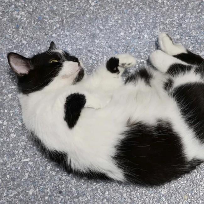 Enlarge DAVE, a Adopted mixed breed in Madison, WI image 3/6