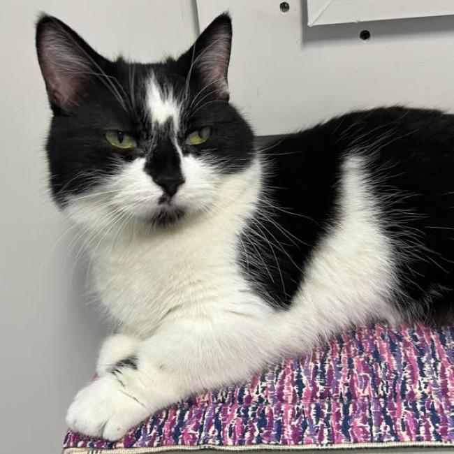 Enlarge DAVE, a Adopted mixed breed in Madison, WI image 2/6