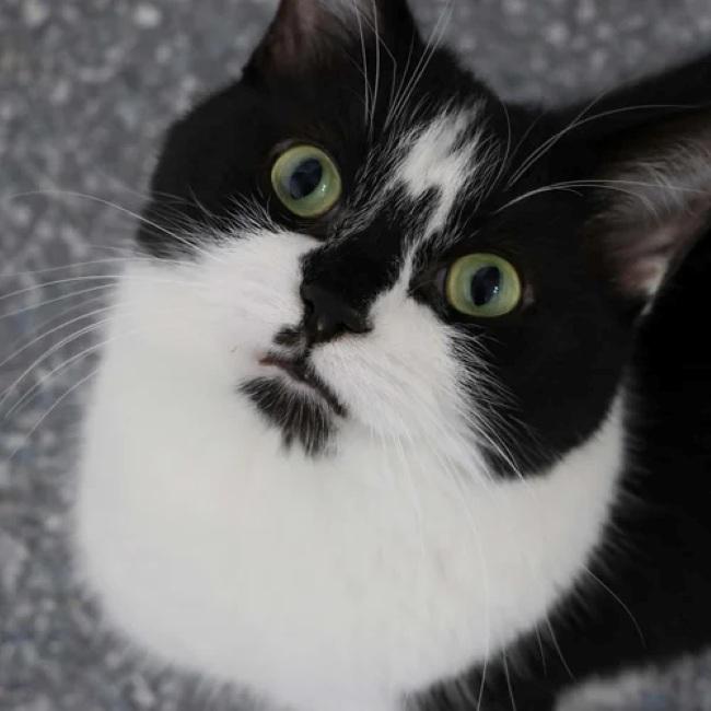 DAVE, Adopted, Adult Male Munchkin & Domestic Short Hair.