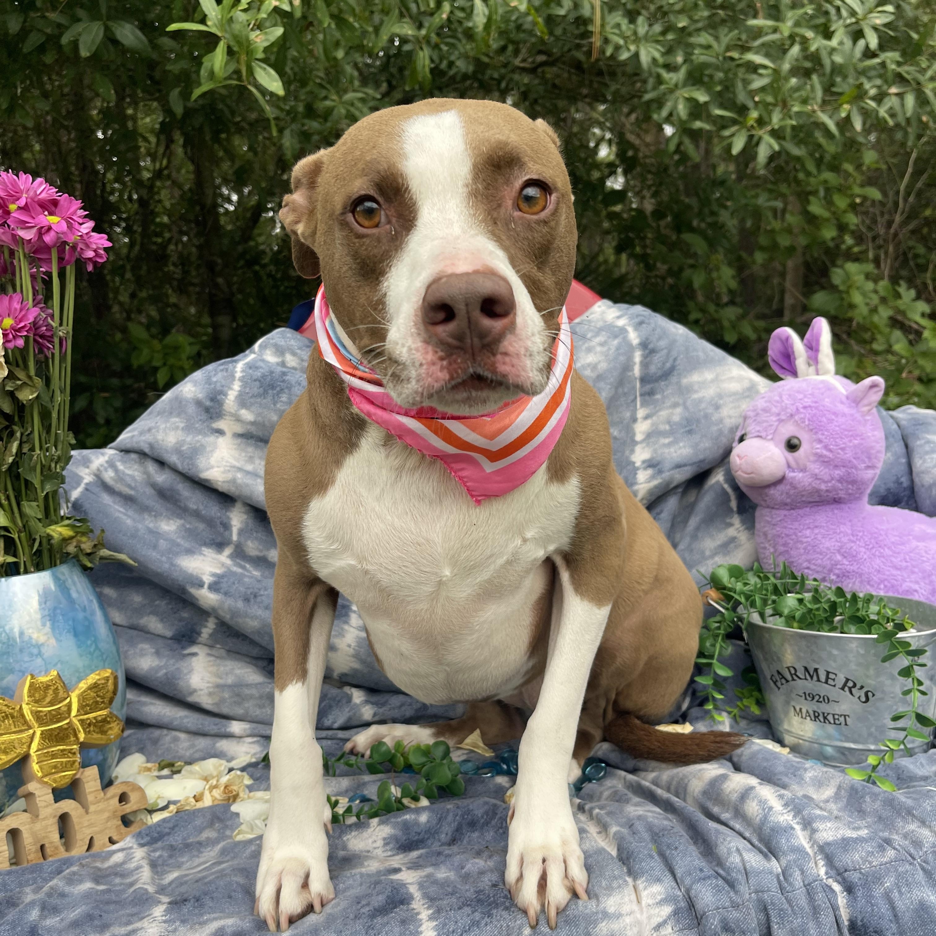 Enlarge Amber, a Adoptable mixed breed in Sebring, FL image 4/5