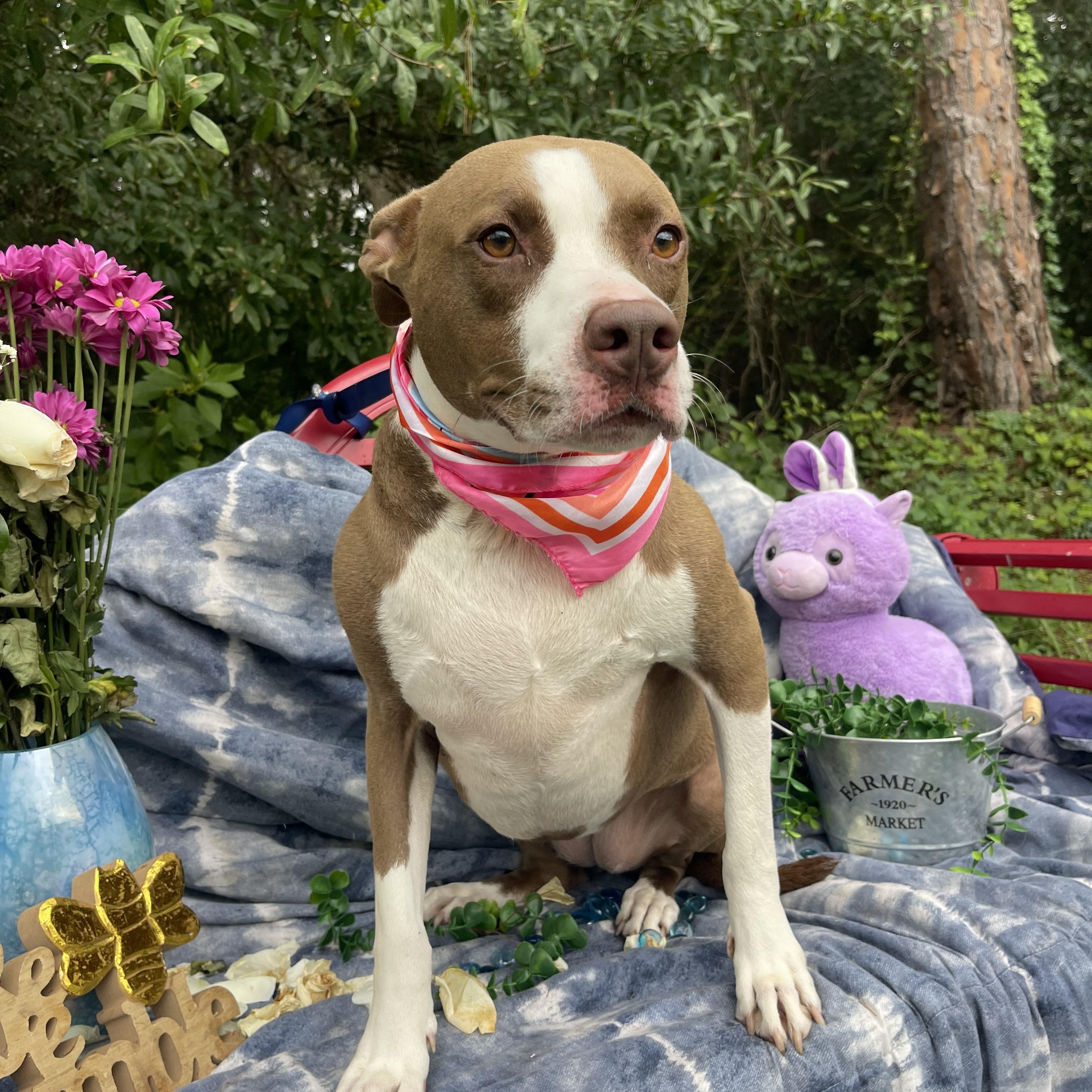 Enlarge Amber, a Adoptable mixed breed in Sebring, FL image 5/5