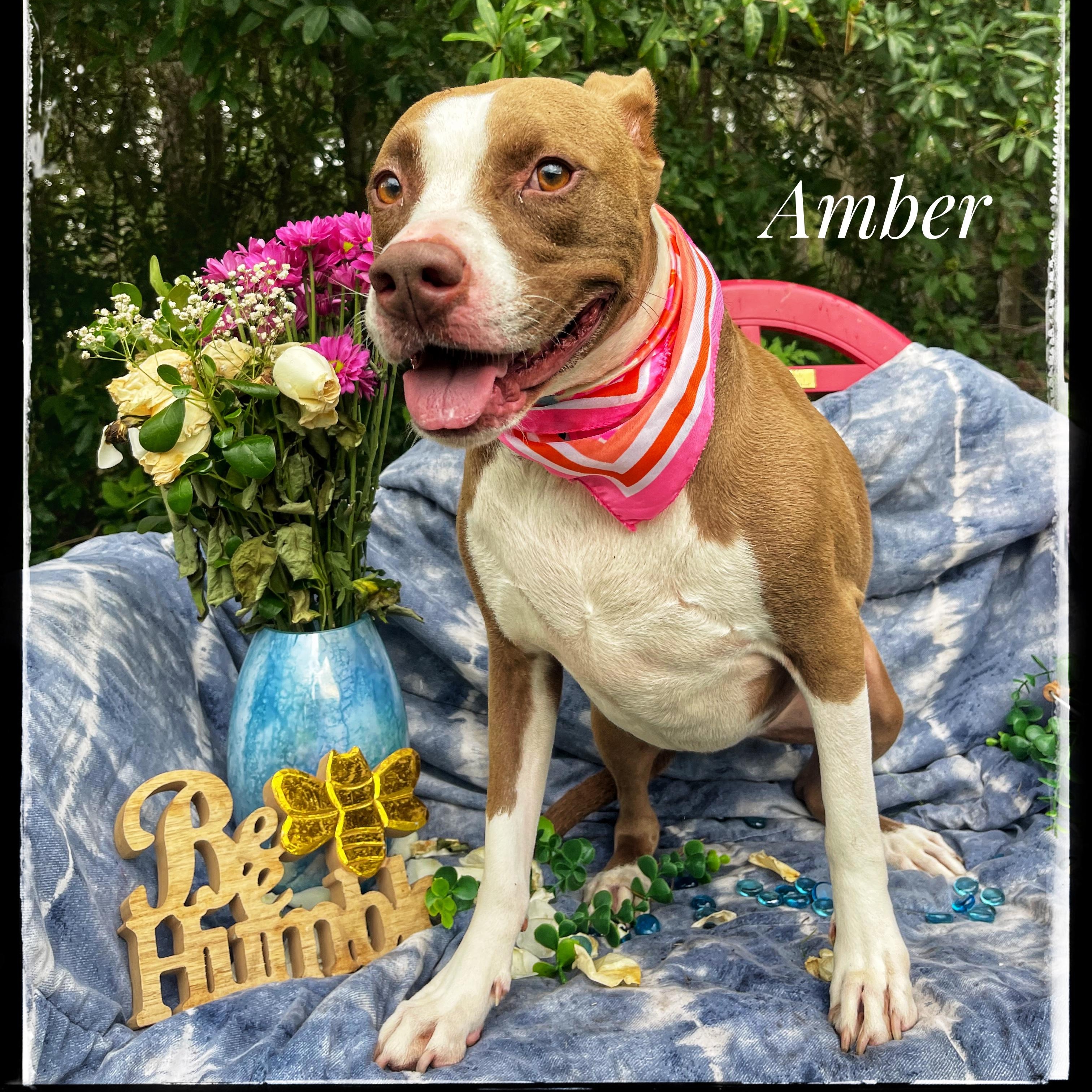 Enlarge Amber, a Adoptable mixed breed in Sebring, FL image 1/5