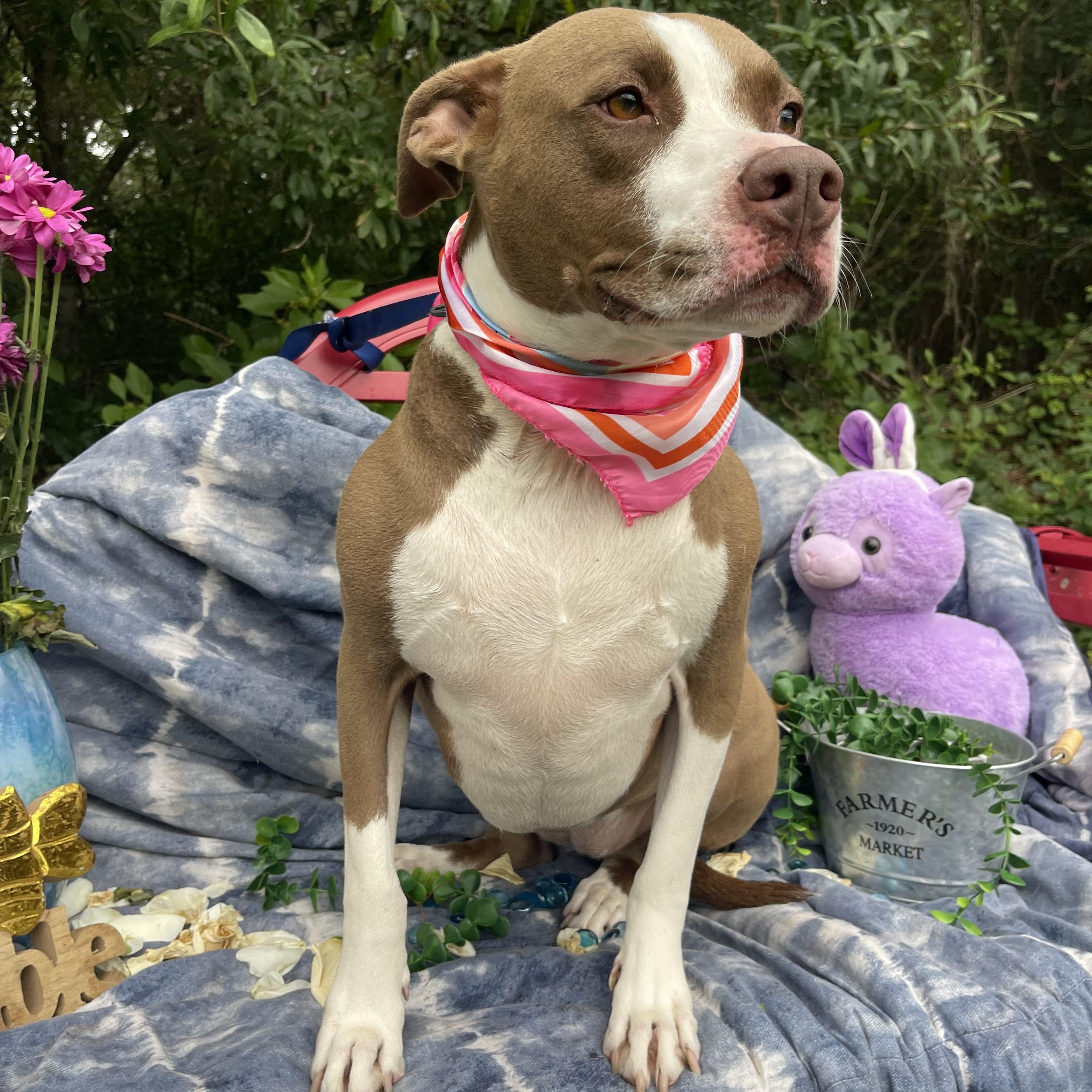 Enlarge Amber, a Adoptable mixed breed in Sebring, FL image 2/5