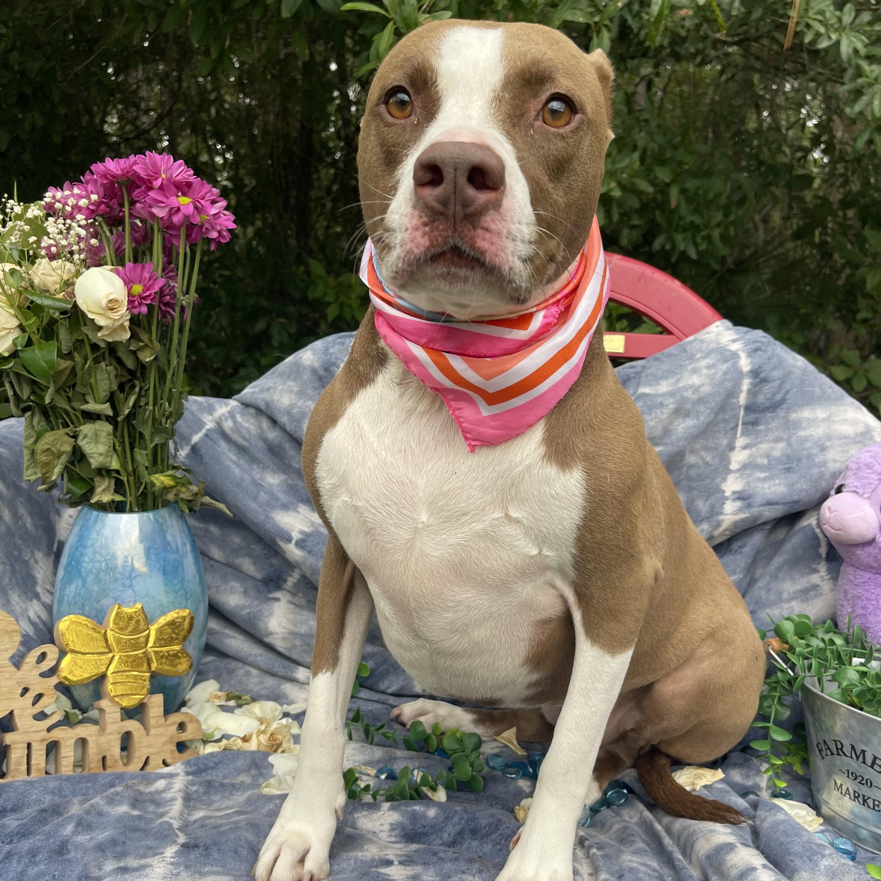 Enlarge Amber, a Adoptable mixed breed in Sebring, FL image 3/5