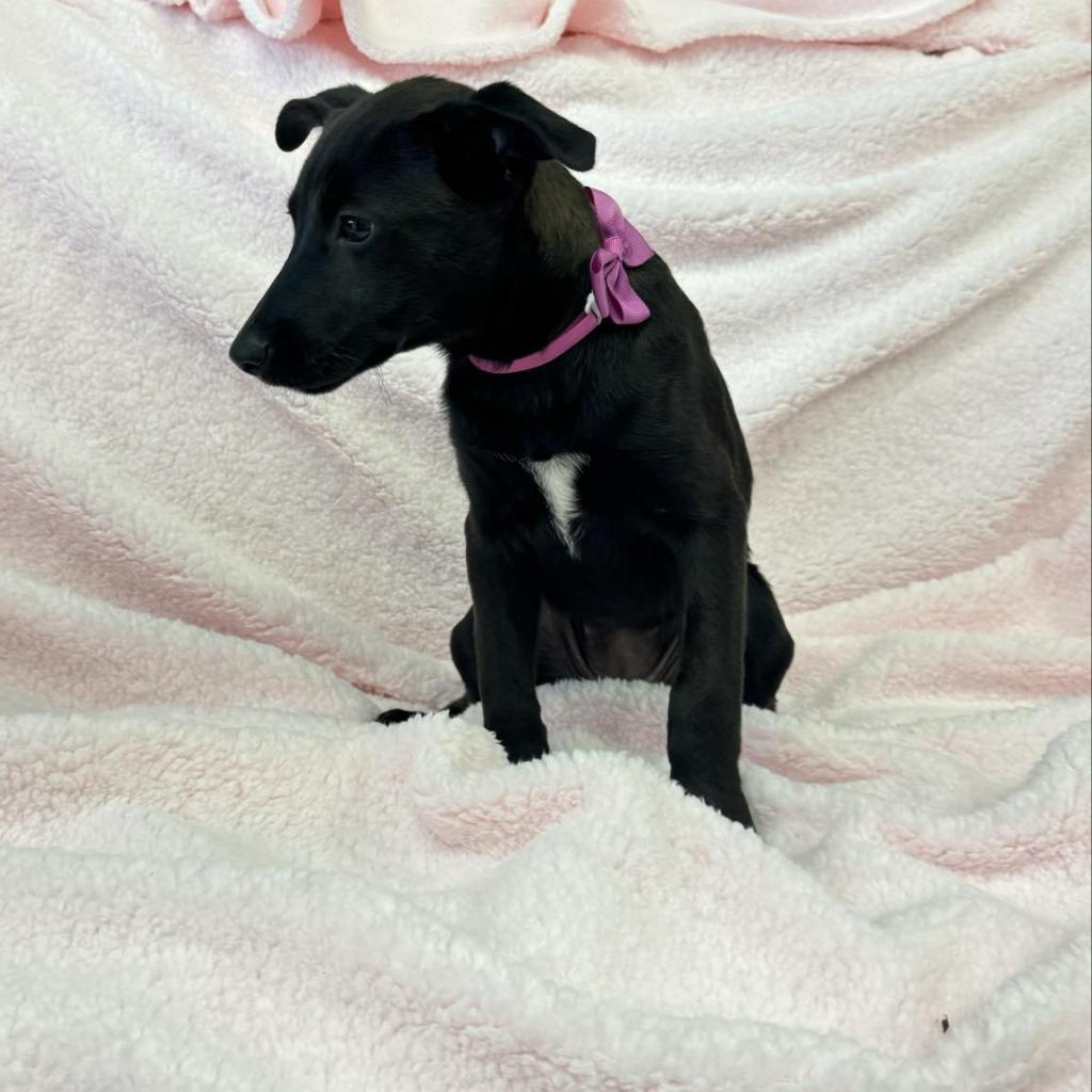 Asha, Adoptable, Adult Female Labrador Retriever & Mixed Breed.