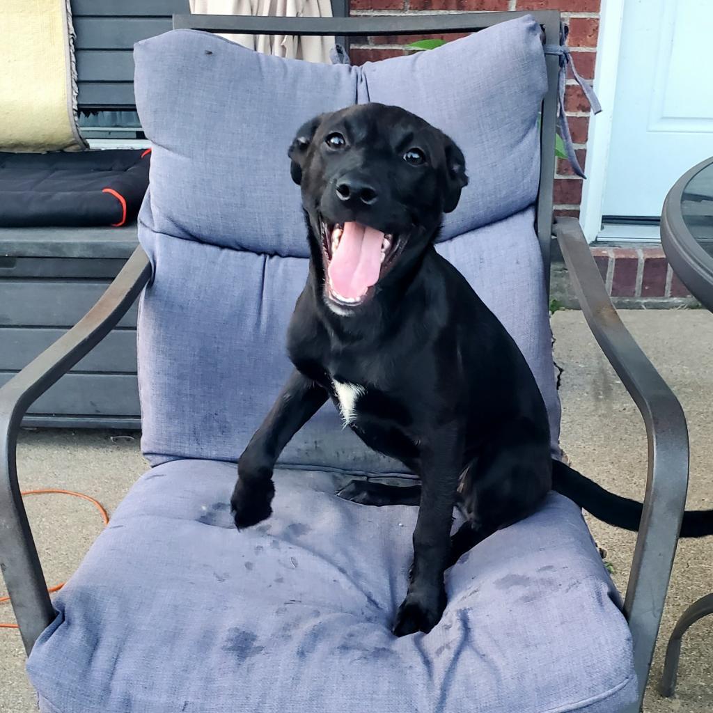 Asha, a Adoptable mixed breed in Houston, TX image 2/6