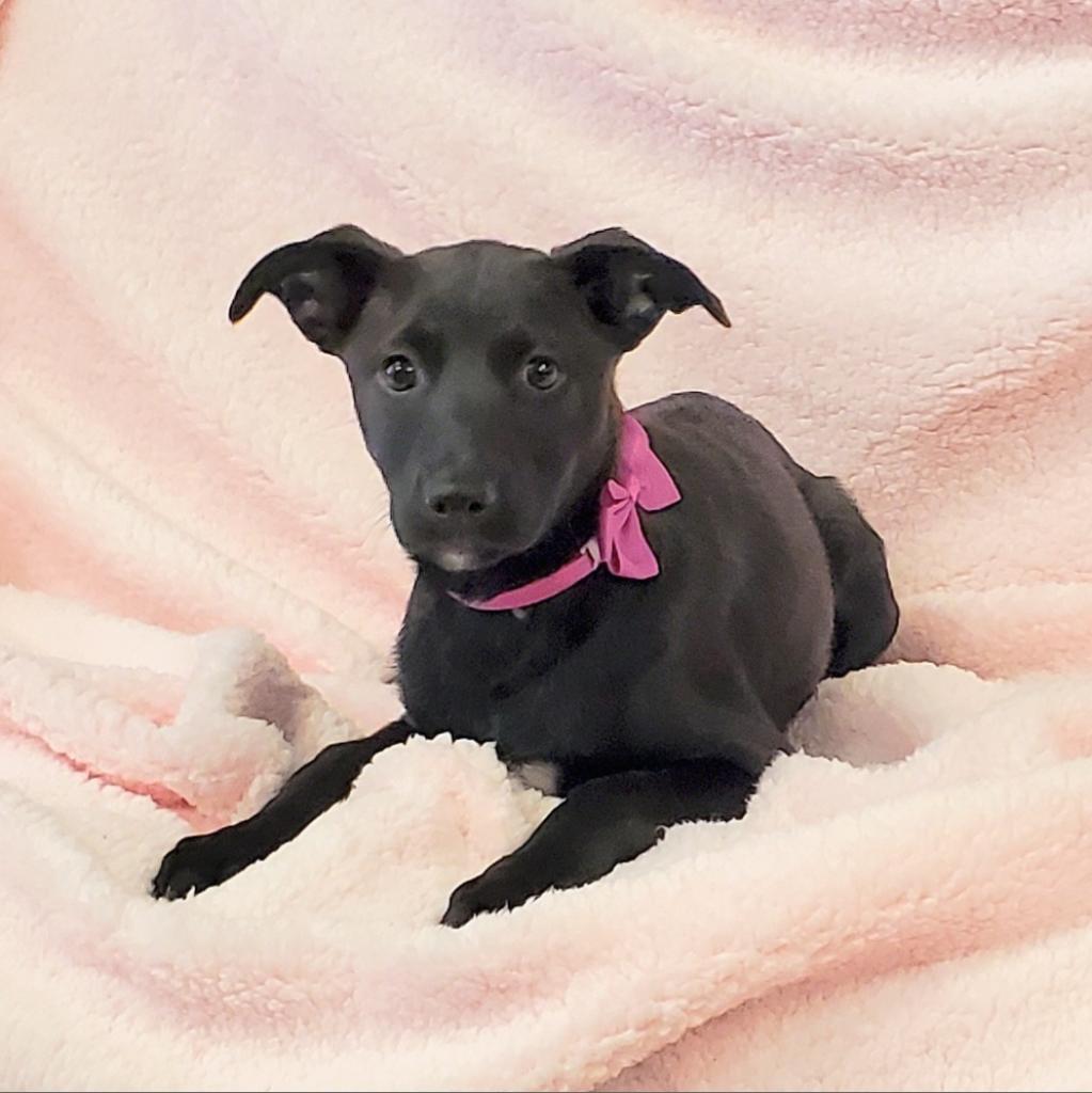 Asha, a Adoptable mixed breed in Houston, TX image 3/6