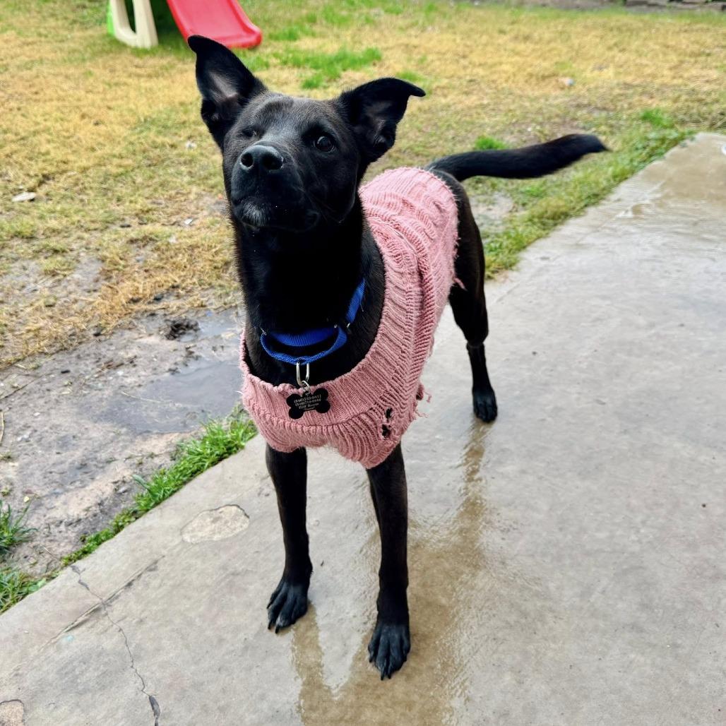 Asha, Adoptable, Adult Female Labrador Retriever & Mixed Breed.