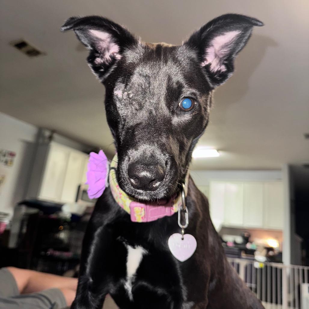 Asha, a Adoptable mixed breed in Houston, TX image 4/6