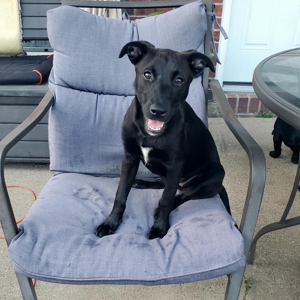 Asha, a Adoptable mixed breed in Houston, TX image 5/6