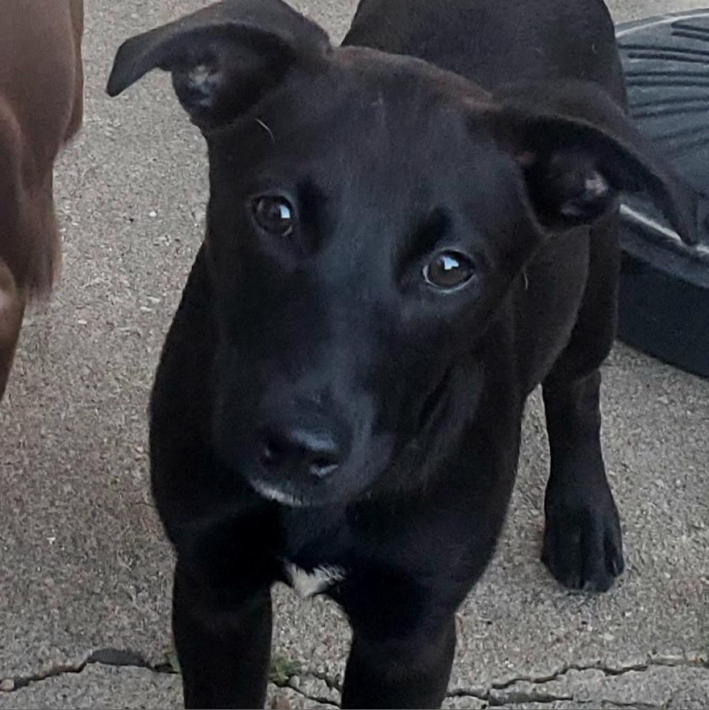 Asha, a Adoptable mixed breed in Houston, TX image 6/6