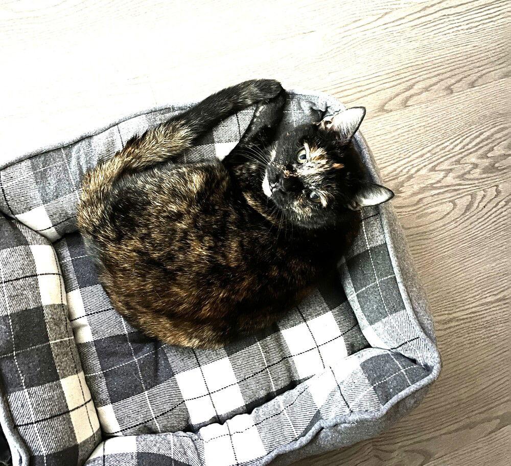 ZZ-Aster, Adoptable, Young Female Domestic Short Hair.