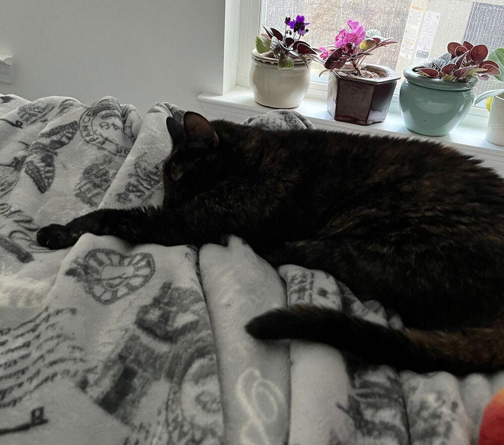 ZZ-Aster, a Adoptable Domestic Short Hair in Candler, NC image 2/2