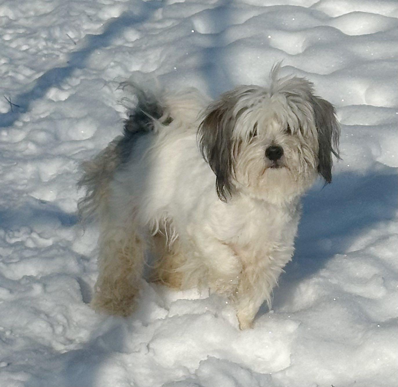 Enlarge Ricky, a Adoptable Yorkie Poo in Columbus, NE image 1/1