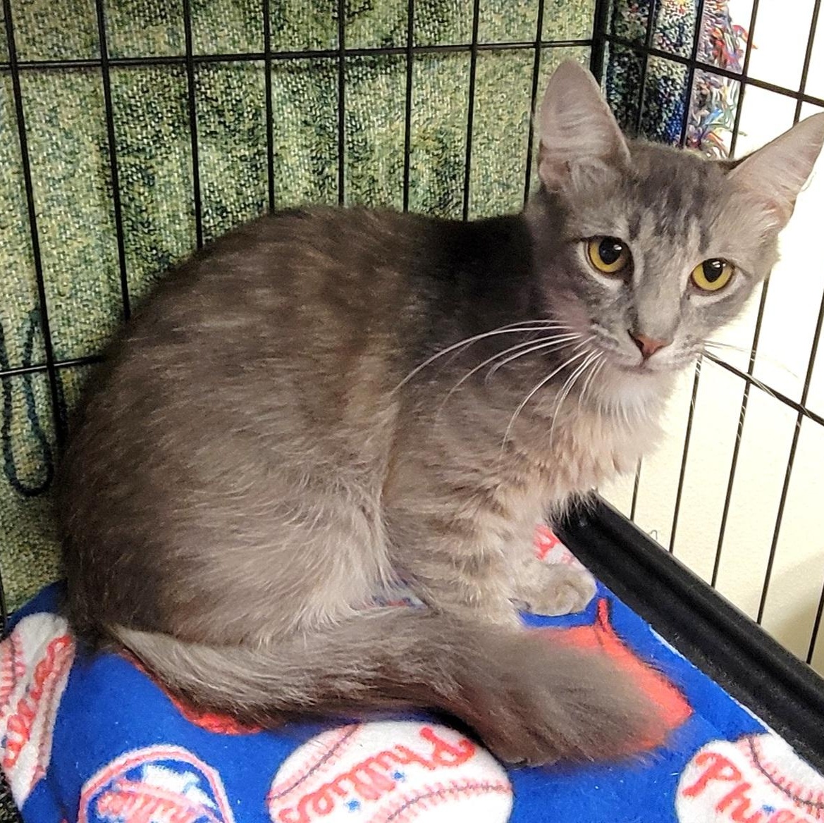 Moscato, Adult Female Domestic Medium Hair