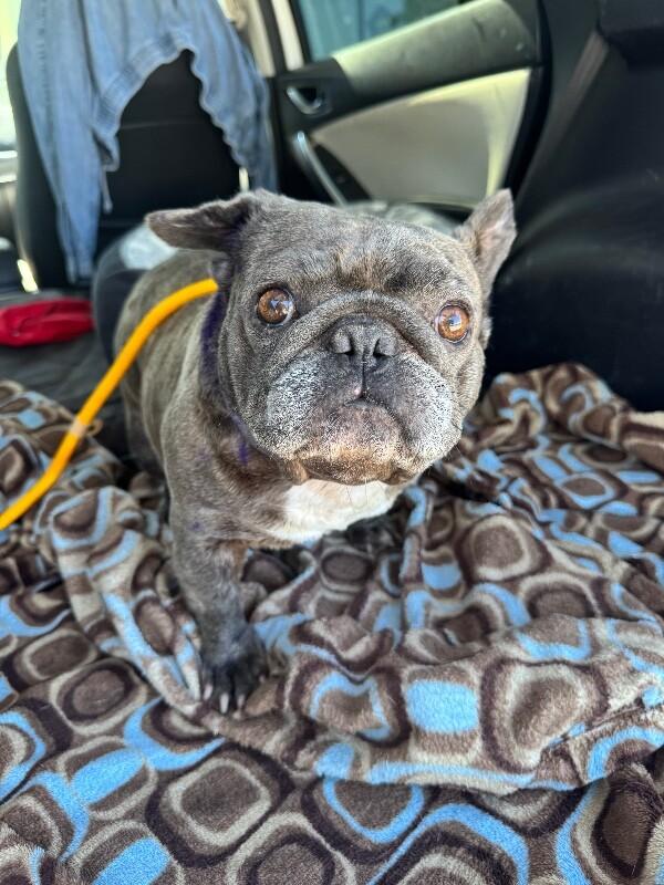 Enlarge Pancake, a Adoptable French Bulldog in Valley Village, CA image 1/5