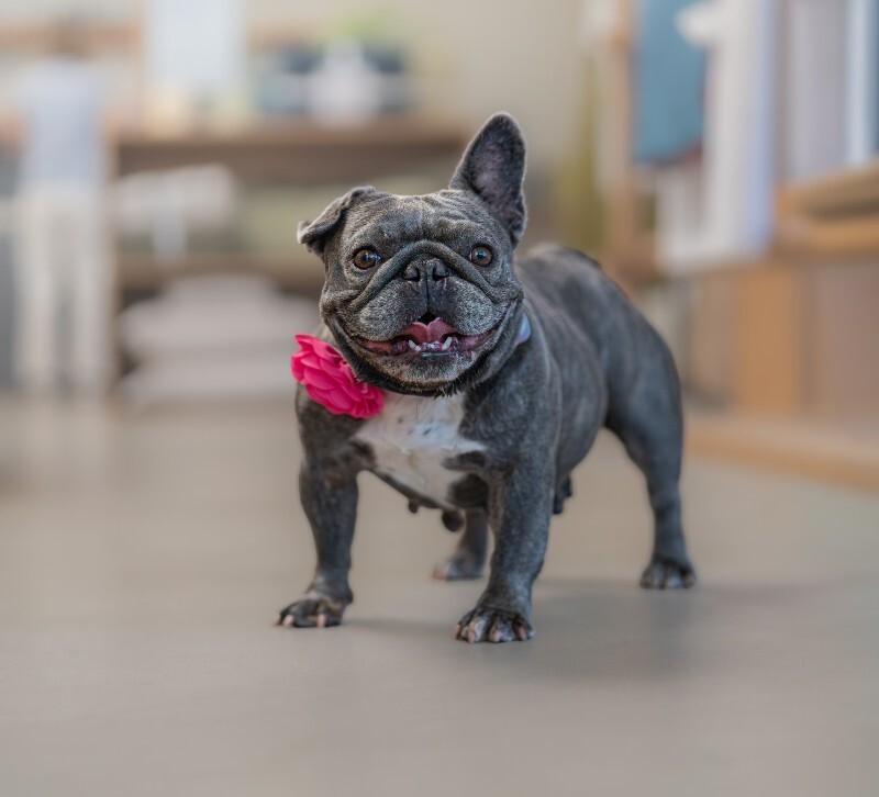 Enlarge Pancake, a Adoptable French Bulldog in Valley Village, CA image 1/6