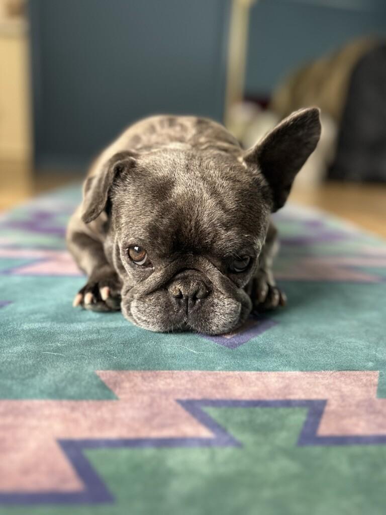 Enlarge Pancake, a Adoptable French Bulldog in Valley Village, CA image 1/6