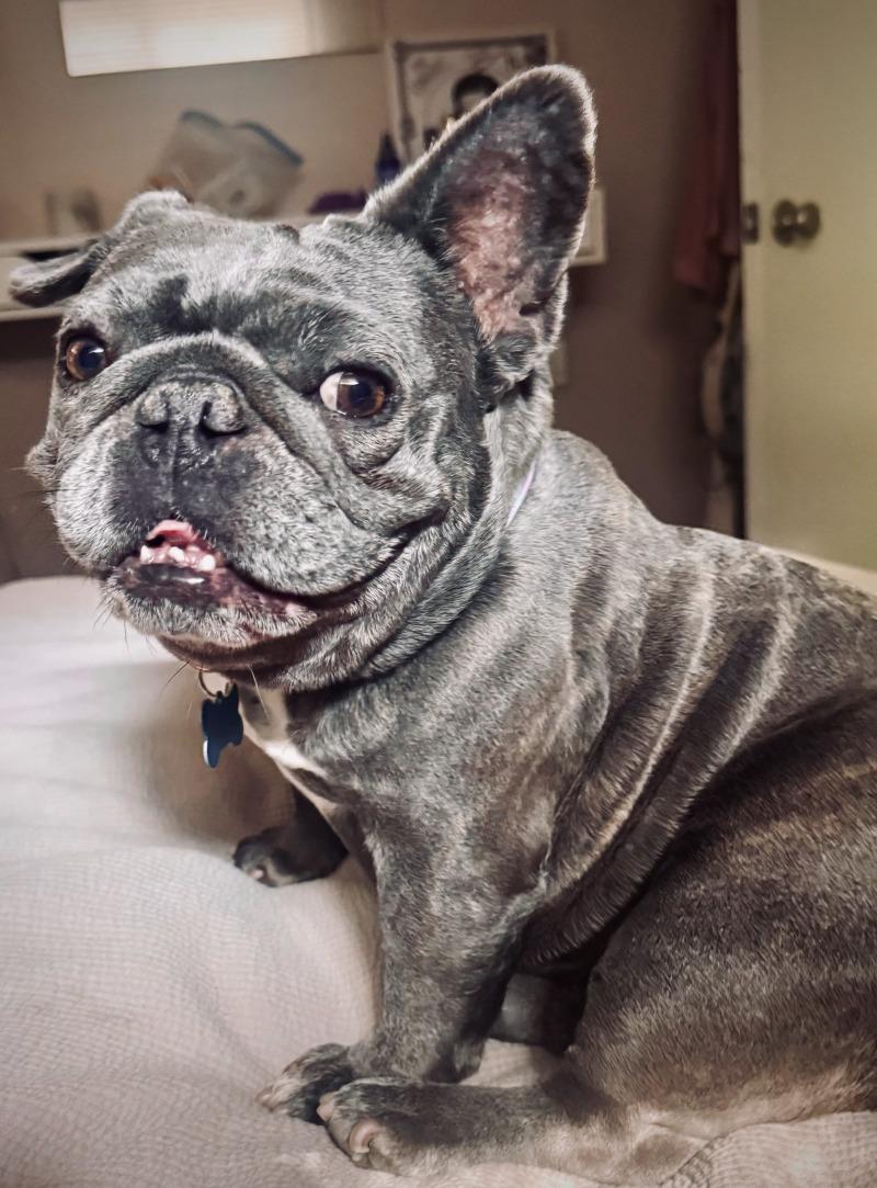 Enlarge Pancake, a Adoptable French Bulldog in Valley Village, CA image 2/6