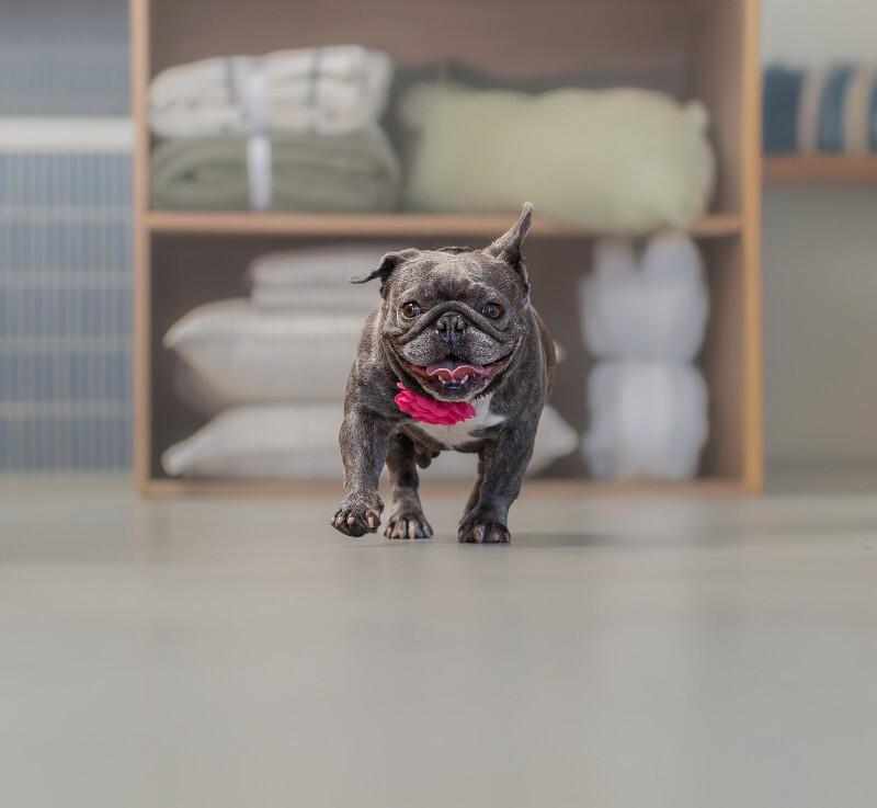 Enlarge Pancake, a Adoptable French Bulldog in Valley Village, CA image 3/6