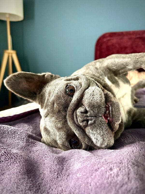 Enlarge Pancake, a Adoptable French Bulldog in Valley Village, CA image 3/6