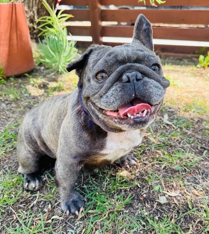 Enlarge Pancake, a Adoptable French Bulldog in Valley Village, CA image 2/5