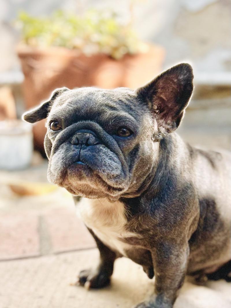 Enlarge Pancake, a Adoptable French Bulldog in Valley Village, CA image 3/6