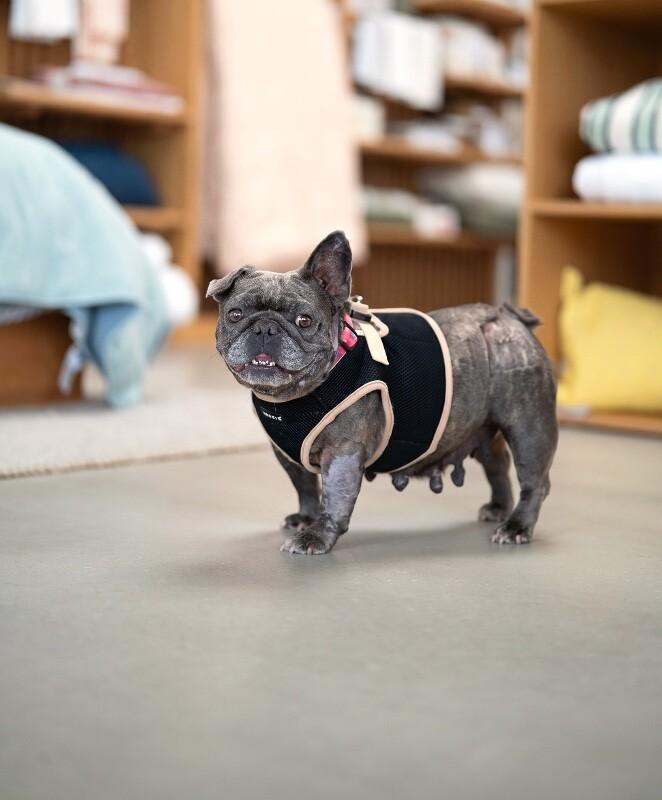 Enlarge Pancake, a Adoptable French Bulldog in Valley Village, CA image 3/5