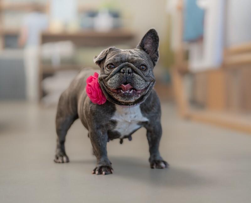 Enlarge Pancake, a Adoptable French Bulldog in Valley Village, CA image 4/6