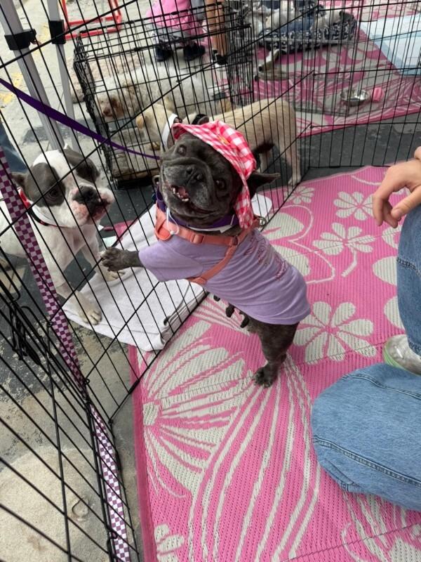 Enlarge Pancake, a Adoptable French Bulldog in Valley Village, CA image 4/6