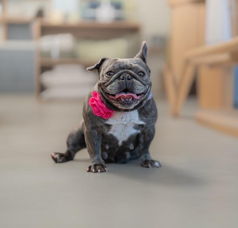 Enlarge Pancake, a Adoptable French Bulldog in Valley Village, CA image 5/6