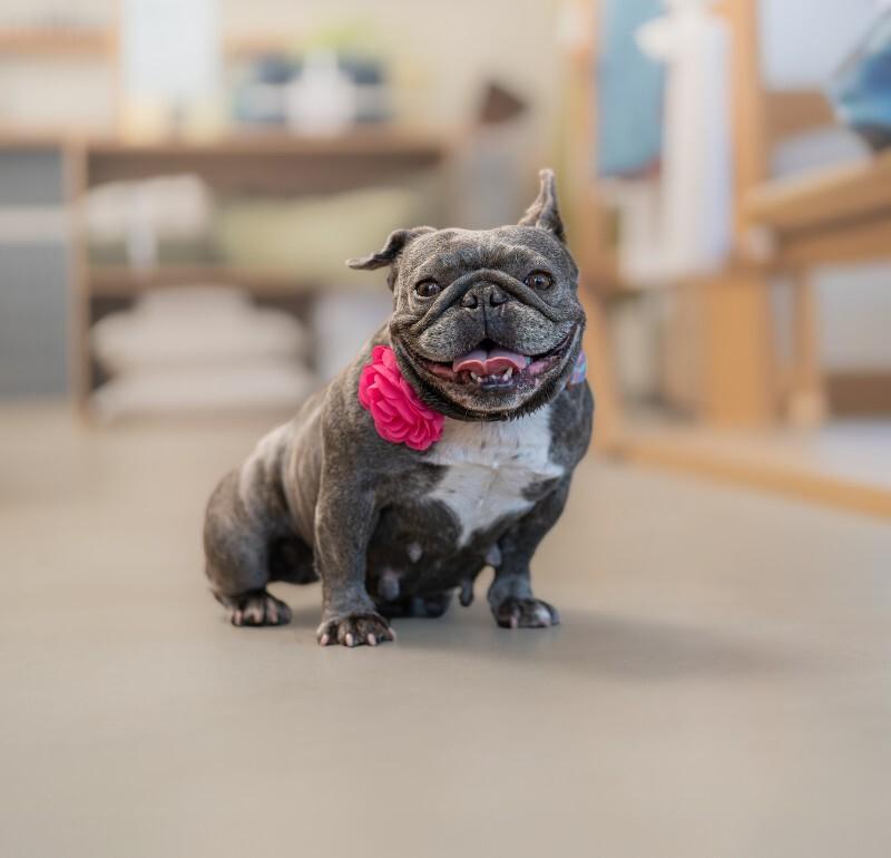 Enlarge Pancake, a Adoptable French Bulldog in Valley Village, CA image 6/6