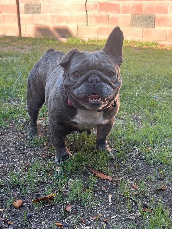 Enlarge Pancake, a Adoptable French Bulldog in Valley Village, CA image 4/5
