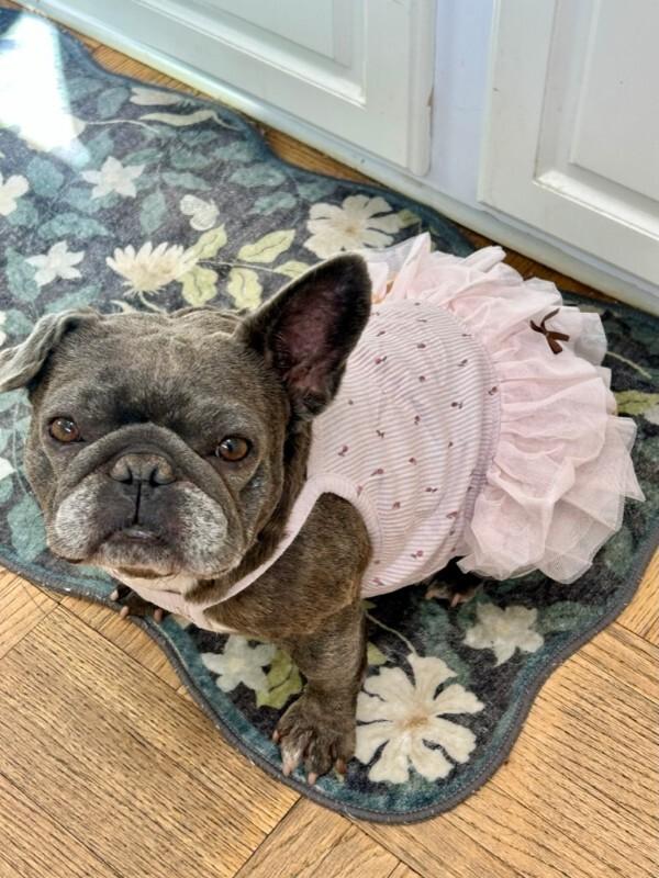 Enlarge Pancake, a Adoptable French Bulldog in Valley Village, CA image 5/6