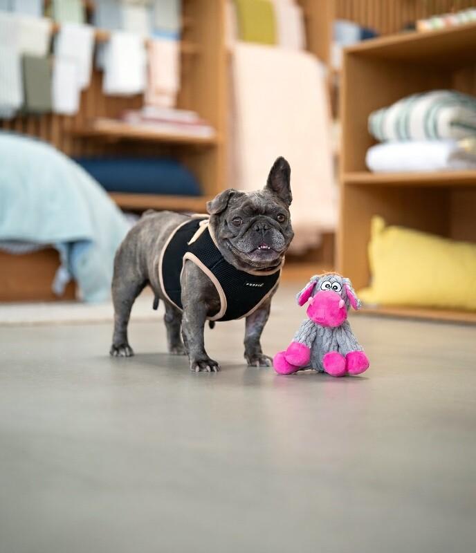 Enlarge Pancake, a Adoptable French Bulldog in Valley Village, CA image 5/5