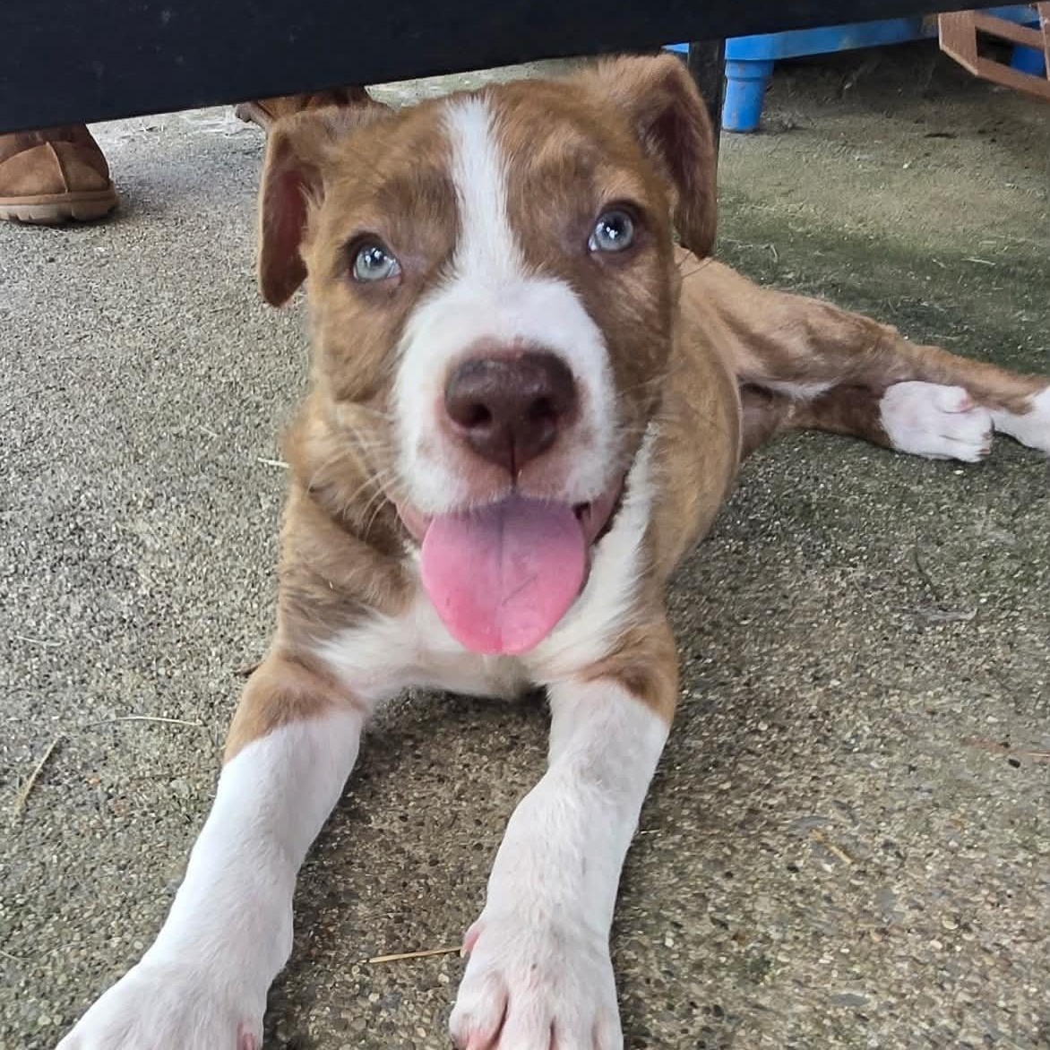 Speckles, ADOPTABLE, Puppy Male American Staffordshire Terrier.