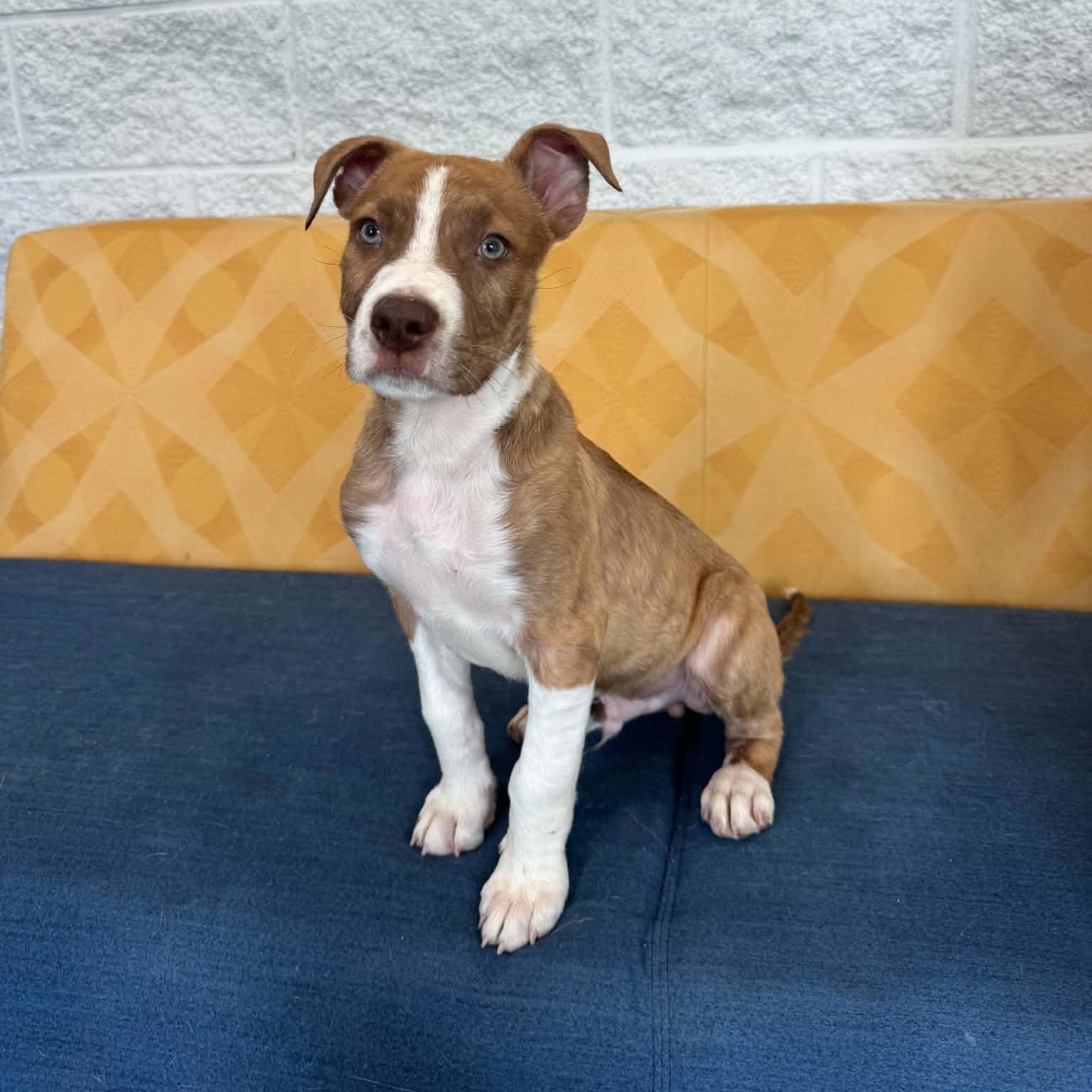 Speckles, a ADOPTABLE mixed breed in Danbury, CT image 2/5