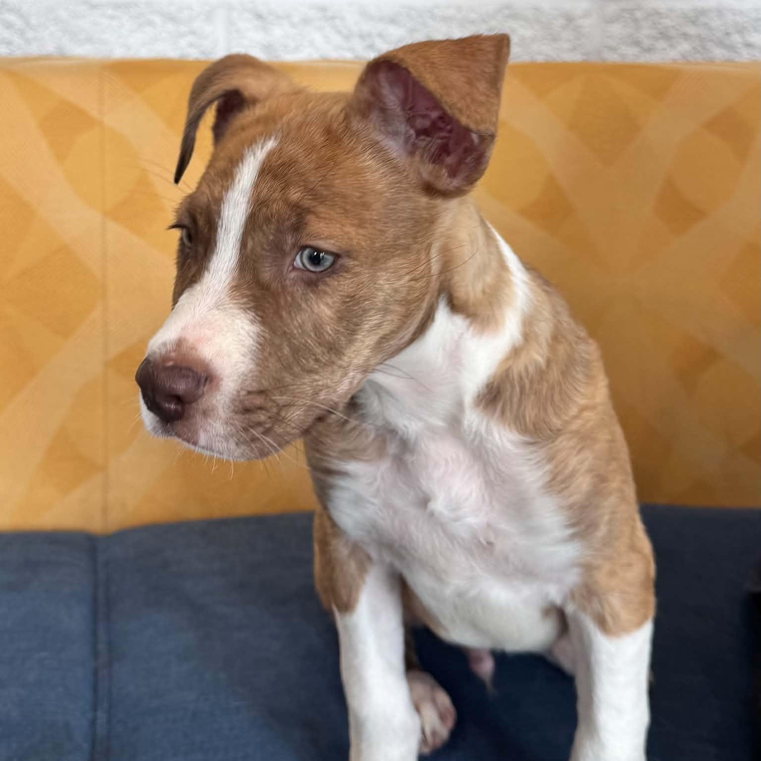 Speckles, a ADOPTABLE mixed breed in Danbury, CT image 3/5