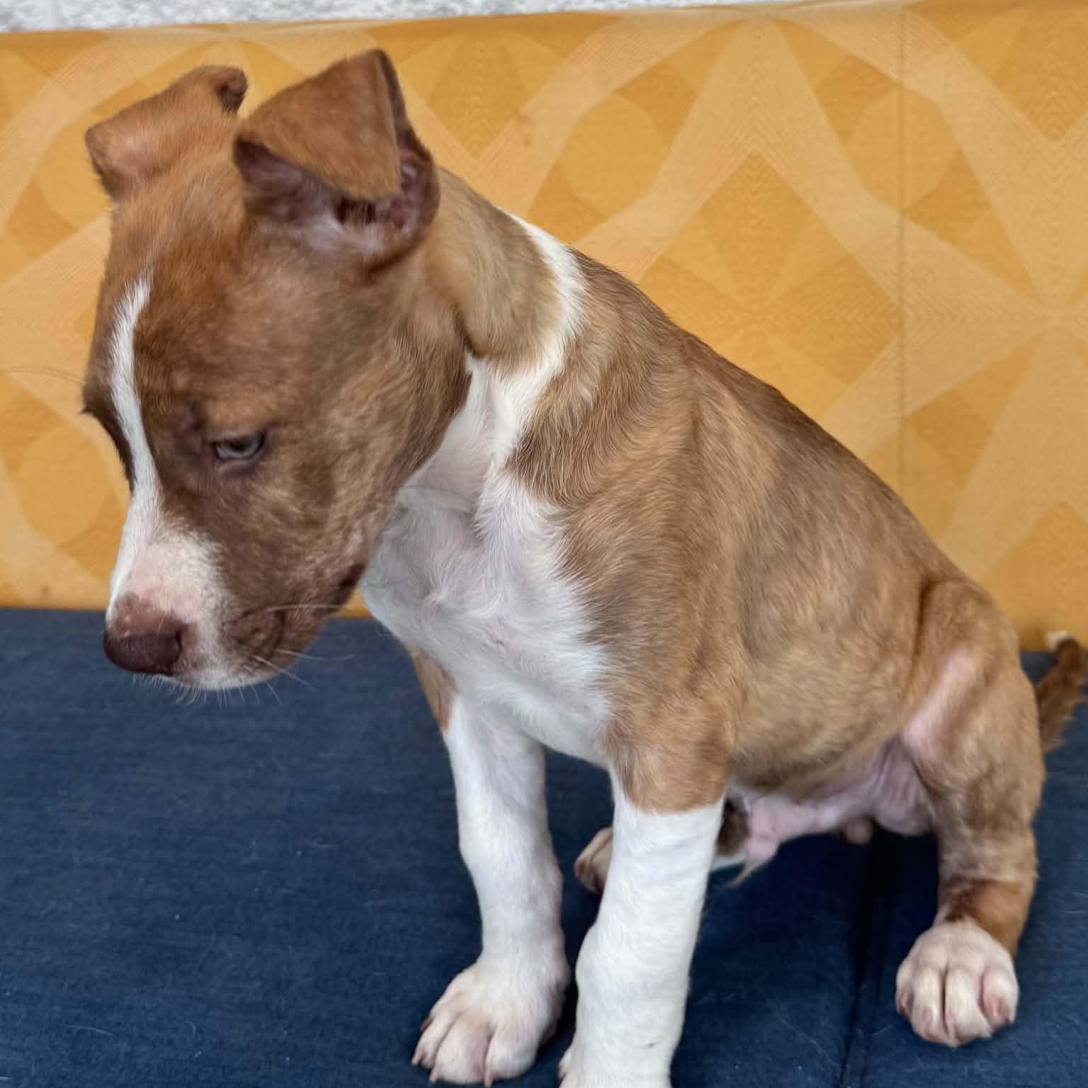 Speckles, a ADOPTABLE mixed breed in Danbury, CT image 4/5