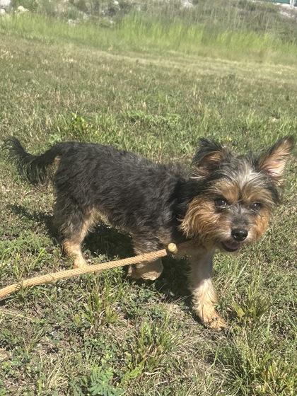 Thor, Adoptable, Adult Male Yorkshire Terrier.
