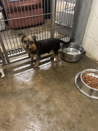 Enlarge Thor, a Adoptable Yorkshire Terrier in Yellville, AR image 2/3
