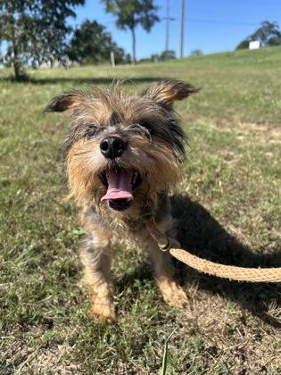 Enlarge Thor, a Adoptable Yorkshire Terrier in Yellville, AR image 3/3