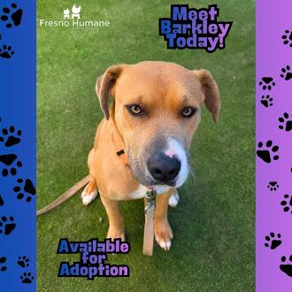 Barkley, a Adoptable mixed breed in Fresno, CA image 1/3