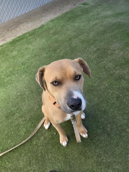 Barkley, a Adoptable mixed breed in Fresno, CA image 2/3